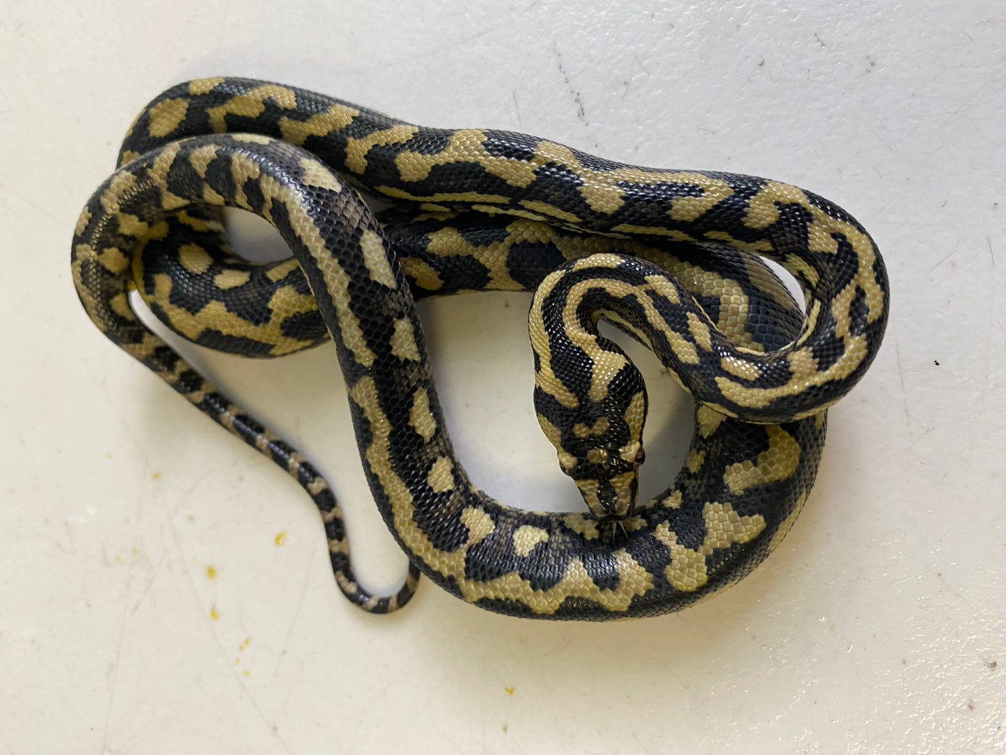 NEW-PP Cotton T-shirt